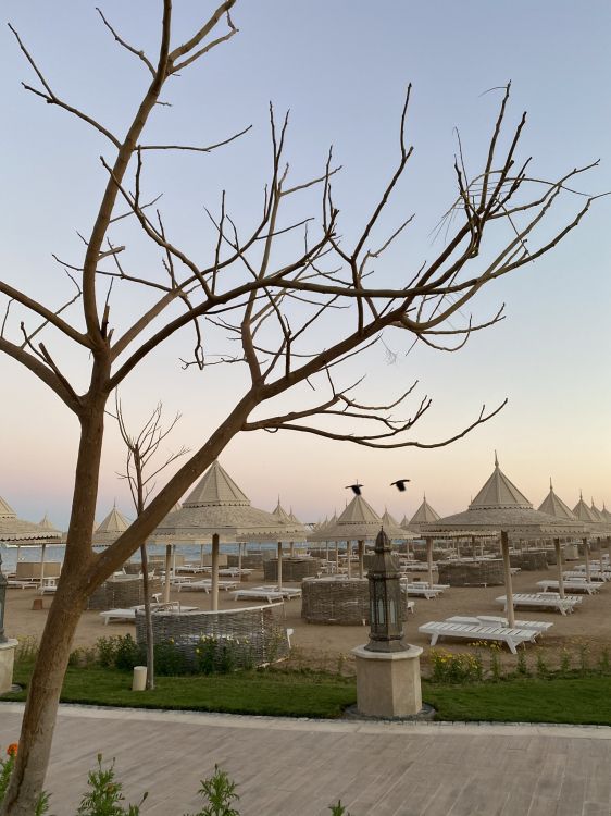 Обои дерево, физика, наука, растение, дневное время в разрешении 1536x2048