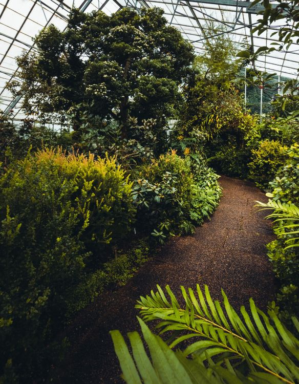 Обои растительность, дерево, растение, сад, ботаники в разрешении 4000x5134