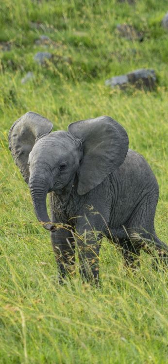 Обои Слон, растительное сообщество, экорегион, африканский слон, слоны и мамонты в разрешении 1080x2340