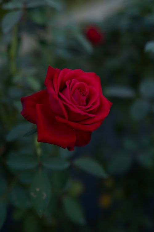 Обои сад роз, цветок, цветковое растение, красный цвет, Роза в разрешении 3355x5027