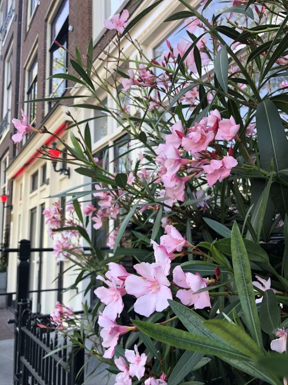 Обои Флора, цветковое растение, однолетнее растение, наука, растение в разрешении 1536x2048