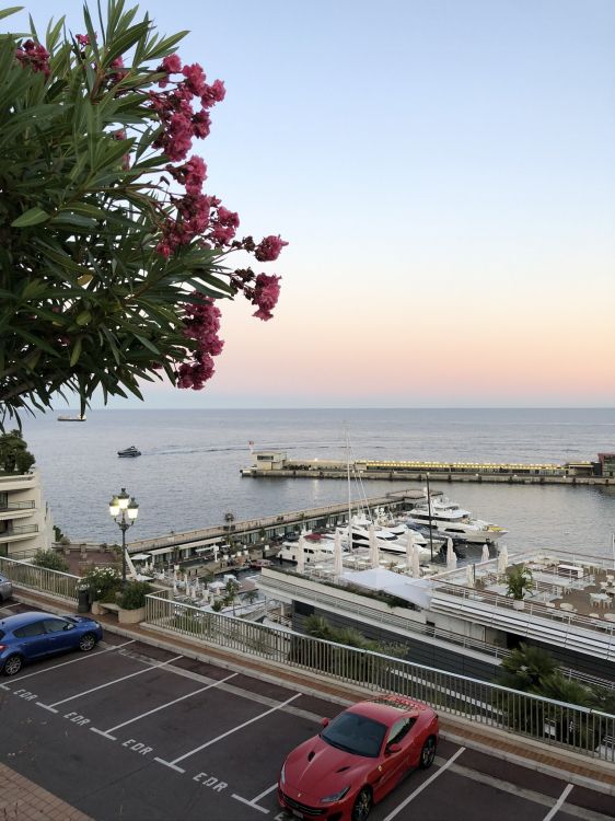 Обои дерево, вода, биология, наука, Король в разрешении 1536x2048