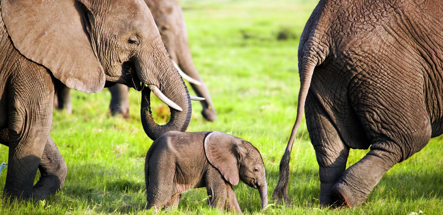 Обои африканский слон Буша, Слон, Национальный Парк Амбосели, слоны и мамонты, наземные животные в разрешении 2800x1360
