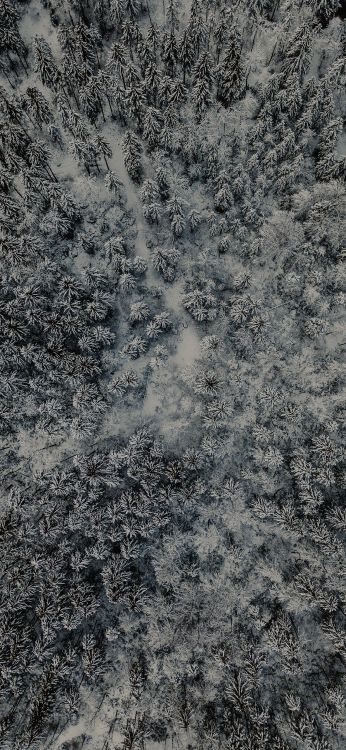 Обои дерево, природа, лес, серый цвет, дорожное покрытие в разрешении 1080x2340