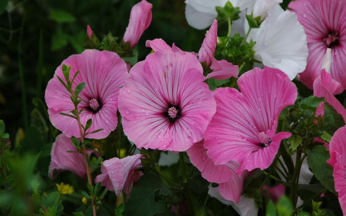 Обои лепесток, цветковое растение, петуния, однолетнее растение, розовый в разрешении 1920x1200