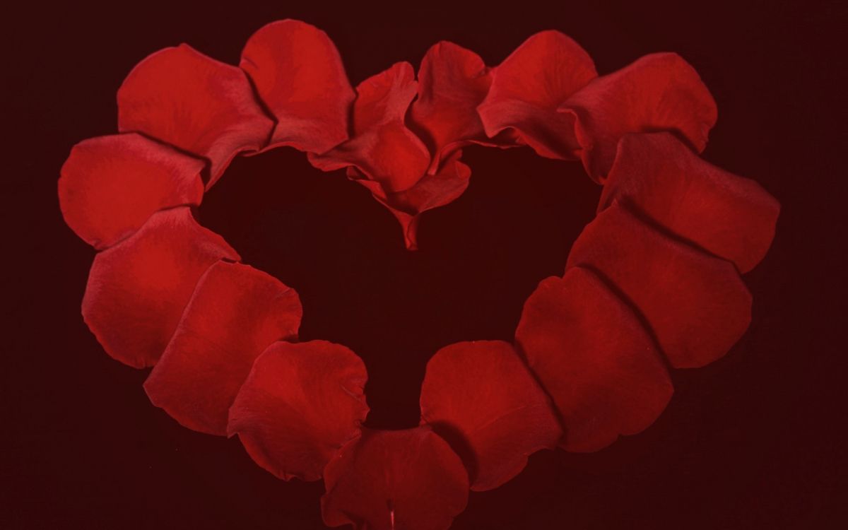 Обои сад роз, красный цвет, сердце, лепесток, День Святого Валентина в разрешении 2560x1600