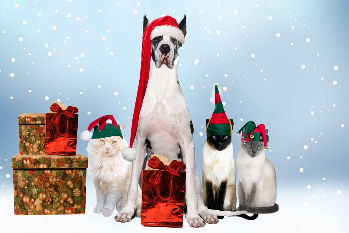 Обои кот, собака породы, Рождество, стрижка собак, Рождественские украшения в разрешении 7008x4672