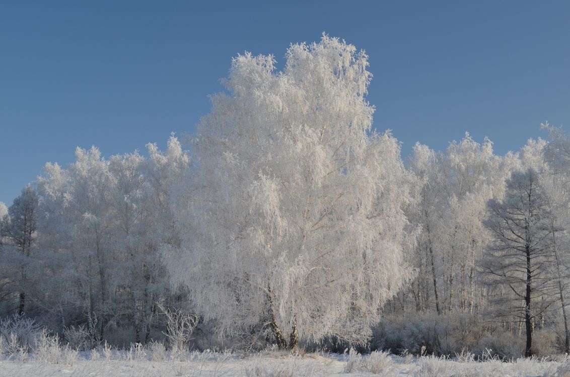 Обои снег, зима, мороз, облако, дерево в разрешении 4928x3264