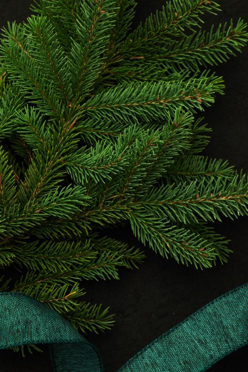 Обои ель, дерево, Кегель ели, Пихта бальзамическая, Желтый РПИ в разрешении 4016x6016