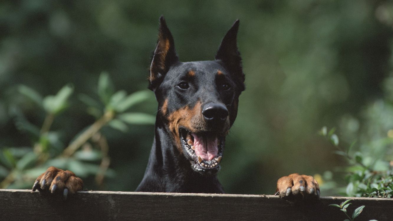 Обои доберман, Сторожевая собака, порода, собака породы, щенок в разрешении 5120x2880