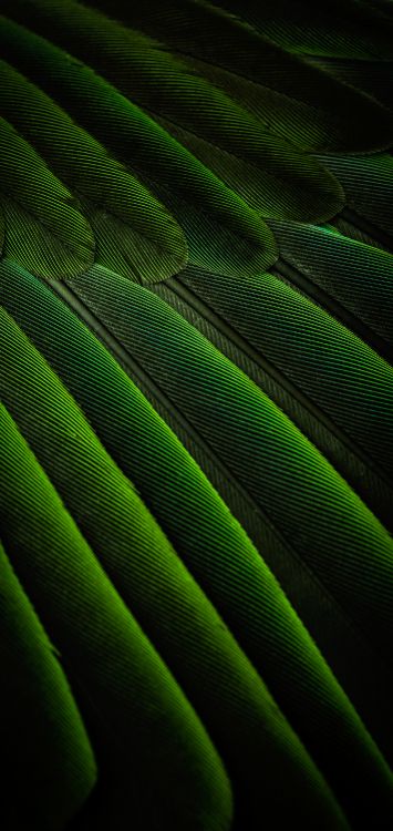 Обои прямоугольник, наземное растение, материальное свойство, полутона и оттенки, пурпурный цвет в разрешении 1420x3000