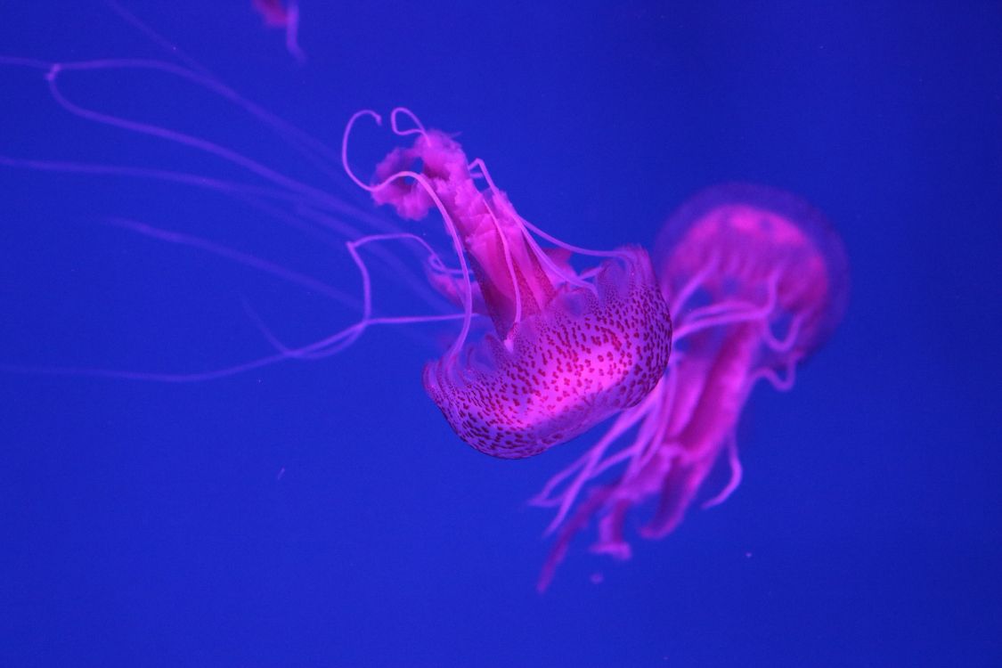 Обои Медуза, cnidaria, морские беспозвоночные, пурпур, розовый в разрешении 6000x4000