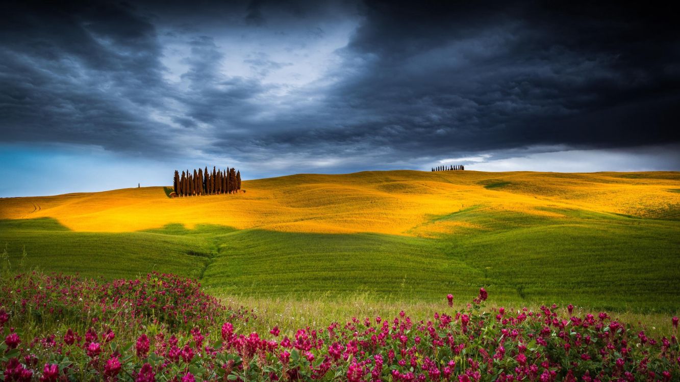 Обои сенокосное угодье, природа, поле, луг, прерия в разрешении 2048x1152