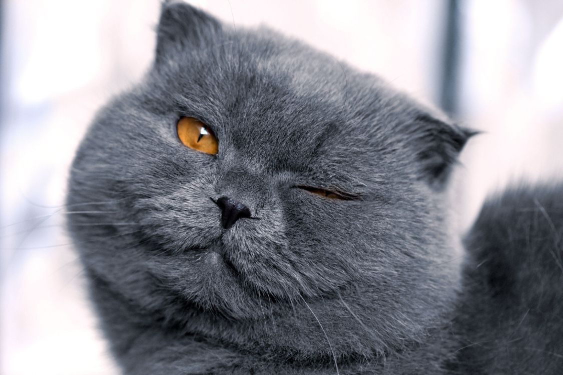 Британская вислоухая короткошерстная кошка фото