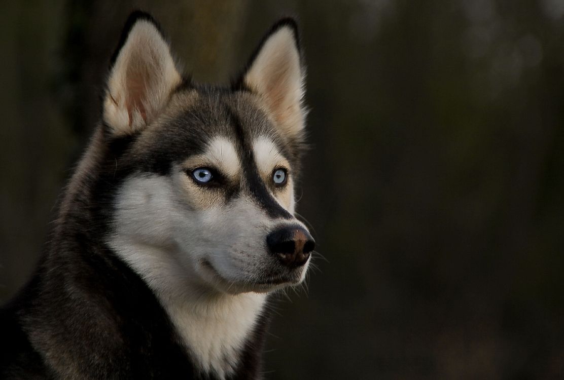 Обои Себирская Хаски, щенок, хаски, ездовая собака, собака породы в разрешении 3566x2405
