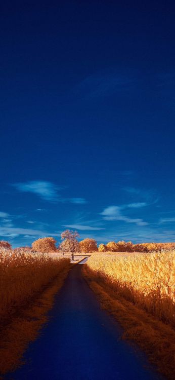 Обои облако, растение, синий, природный ландшафт, дерево в разрешении 1284x2778