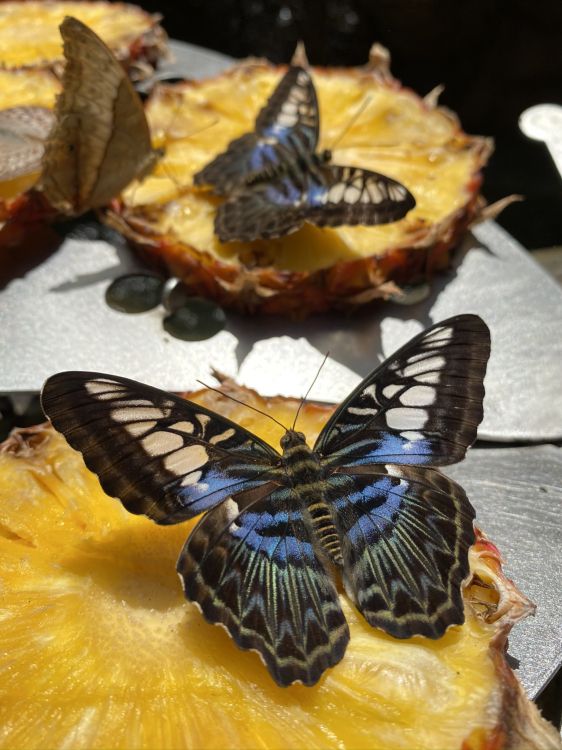 Обои партенос сильвия, биология, наука, беспозвоночных, членистоногое в разрешении 1536x2048