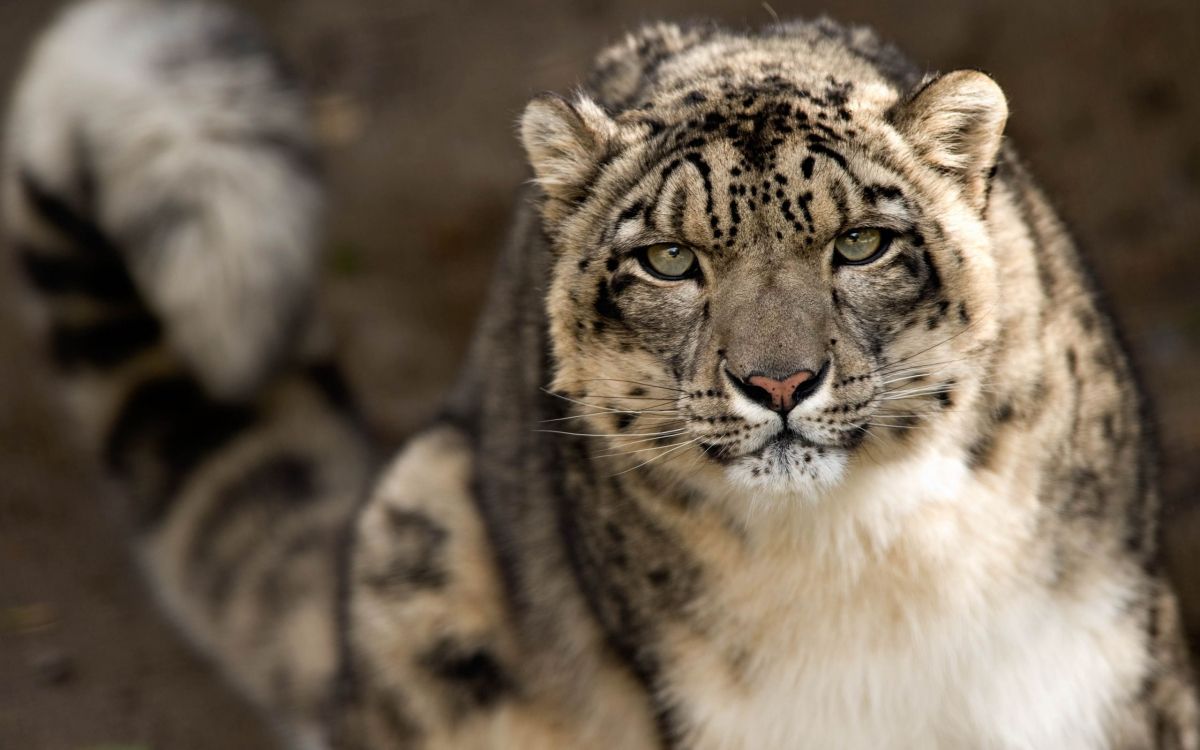 Обои тигр, снежный Барс, живая природа, наземные животные, кошачьих в разрешении 2560x1600