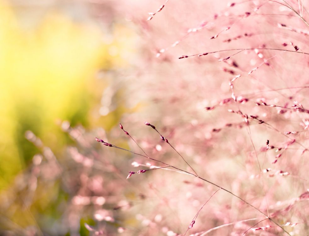 Обои розовый, цветок, весна, ветвь, растение в разрешении 3019x2304