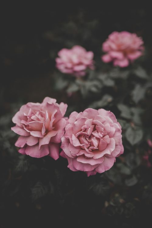 Обои цветок, розовый, лепесток, сад роз, Роза в разрешении 2002x3000