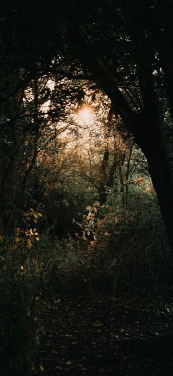 Обои природа, атмосфера, растение, древесина, прут в разрешении 1080x2340