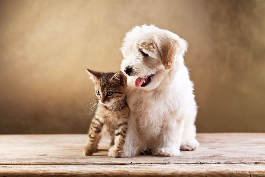 Обои кот, котенок, щенок, собака породы, ветеринарный врач в разрешении 5616x3744