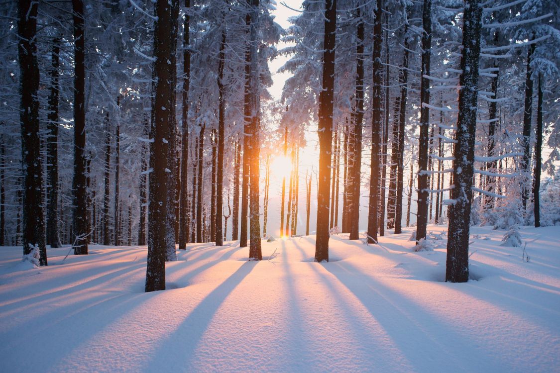 Обои дерево, снег, зима, природа, лес в разрешении 4000x2666