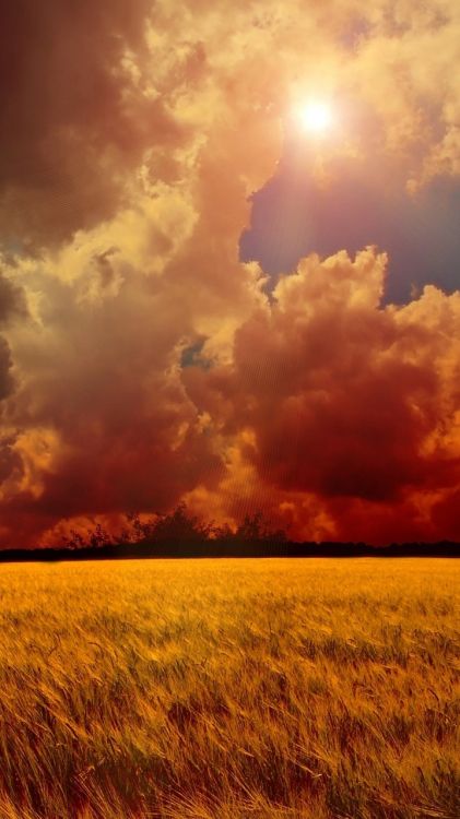 Обои roronoa Зоро, нами, Тони Тони Чоппер, один кусок, облако в разрешении 720x1280