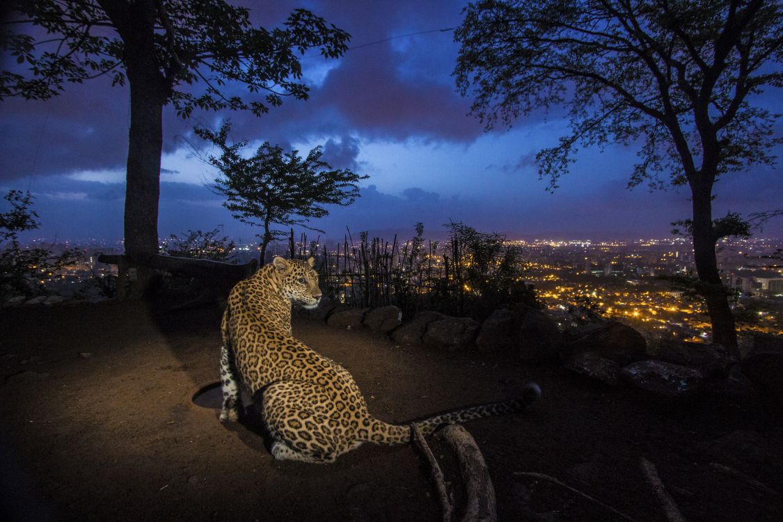 Обои Леопард, ночь, дерево, пейзаж, растение в разрешении 3000x2000