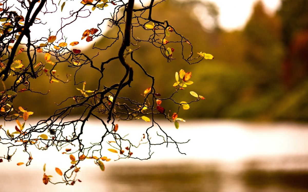 Обои пейзажная живопись, Золотая осень, осень, ветвь, лист в разрешении 2560x1600