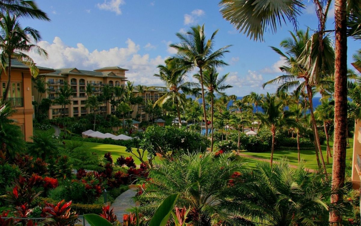 Обои Гавайи, растительность, прибежище, свойство, дерево в разрешении 2560x1600