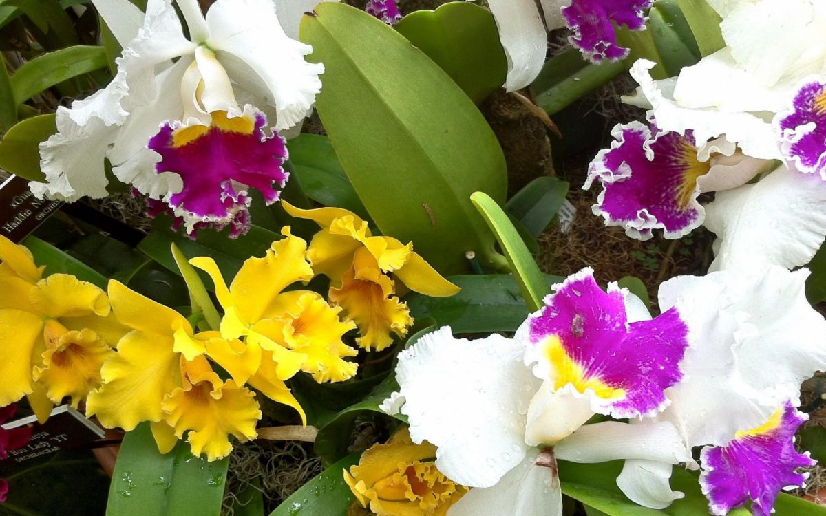 Обои орхидея, дендробиум, цветковое растение, растение, в отеле cattleya labiata в разрешении 1920x1200