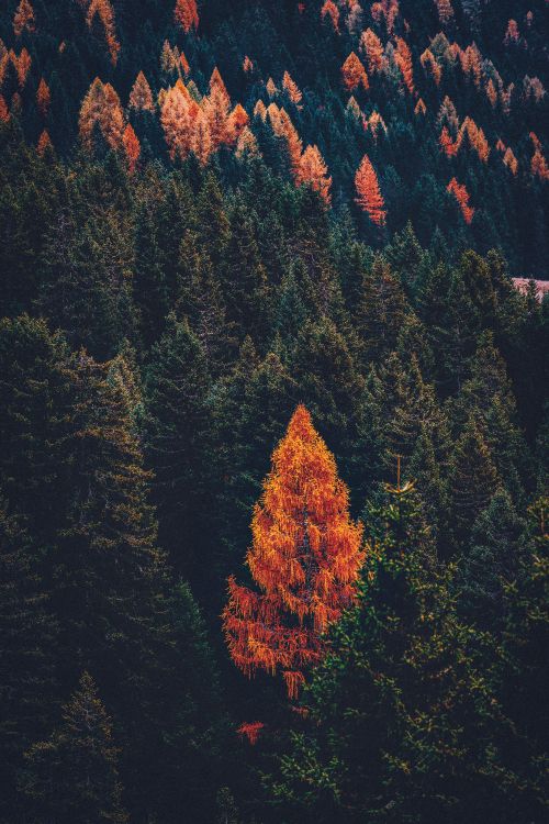Обои дерево, Хвойные, лес, лист, красный цвет в разрешении 3840x5760