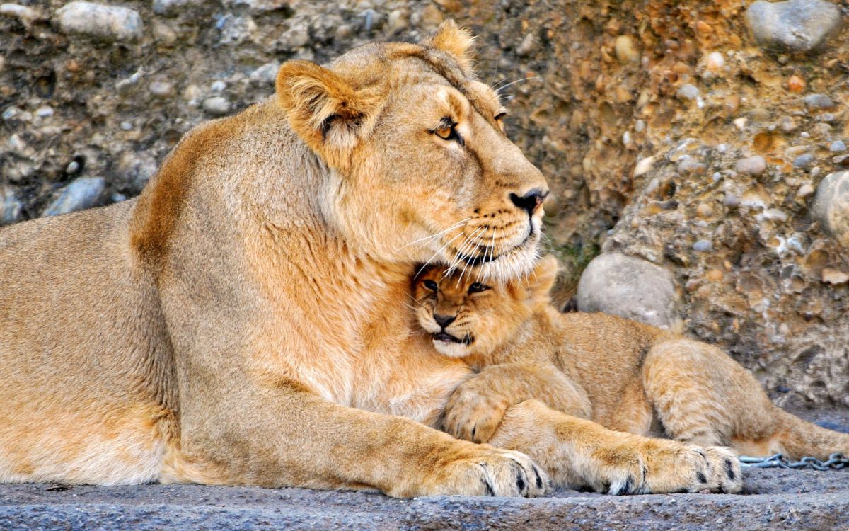 Обои Лев, наземные животные, живая природа, масаи Лев, семья в разрешении 1920x1200