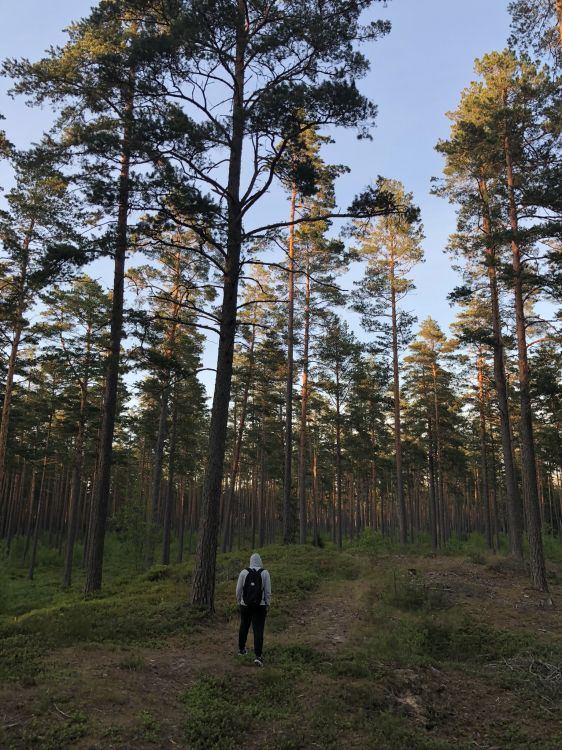 Обои дикая местность, окружающая среда, дерево, лес, роща в разрешении 1536x2048