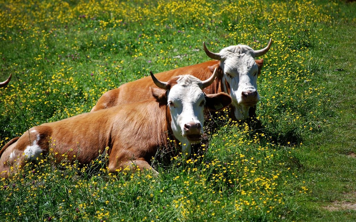 Обои молочный скот, рог, луг, фауна, пастбища в разрешении 1920x1200
