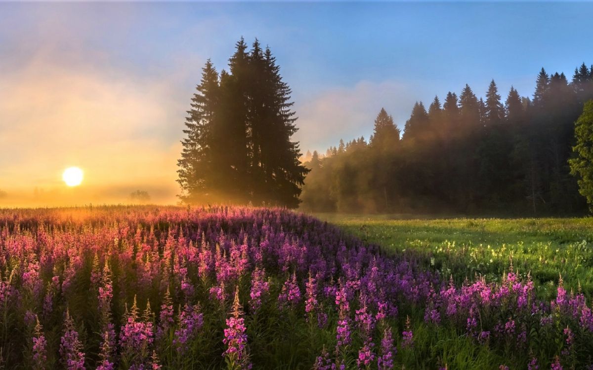 Обои природа, луг, дикая местность, утро, весна в разрешении 2560x1600