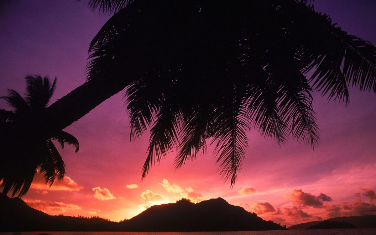 Обои дерево, послесвечение, закат, Пальма, сумрак в разрешении 2560x1600