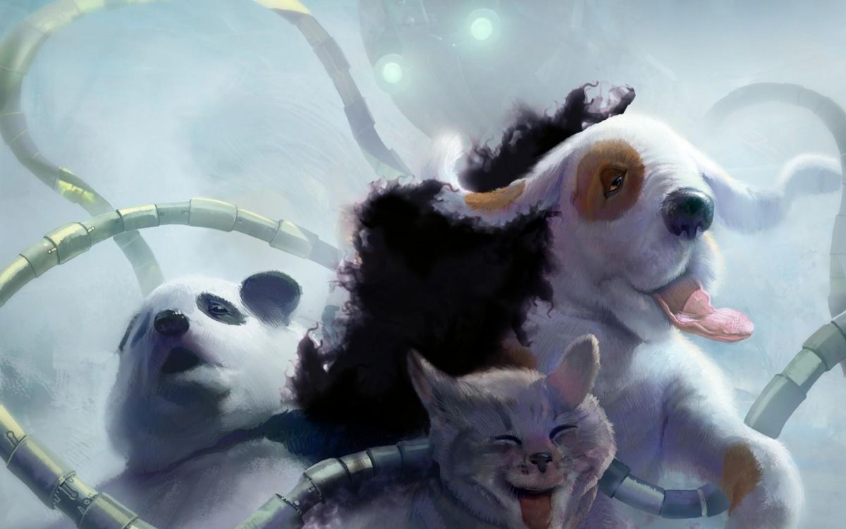 Обои гигантская панда, Красная панда, морда, Босс Волк, собака в разрешении 1920x1200