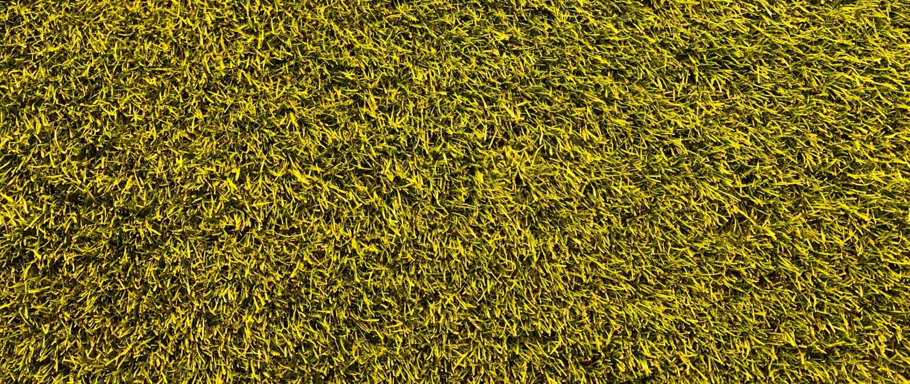 Обои газон, желтый, луг, зеленый, текстура в разрешении 2560x1080