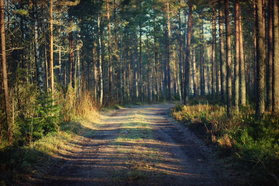 Обои путь, лес, дерево, природа, лесистая местность в разрешении 3318x2212