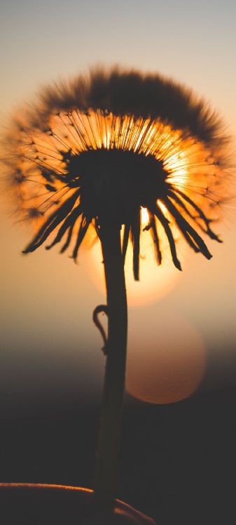 Обои Вроде Пока К9 Кавач, Карбонн К9 Смарт Эко, смартфон, Карбонн А40 индийский, Карбоннская сила ауры в разрешении 1080x2400