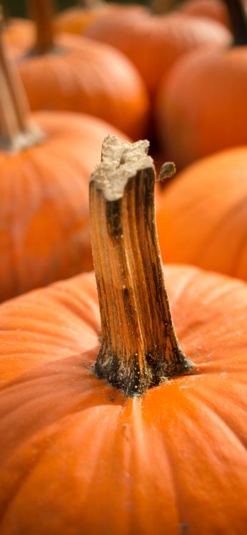 Обои тыква, Джек о фонарь, семя тыквы, пища, свет в разрешении 1242x2688