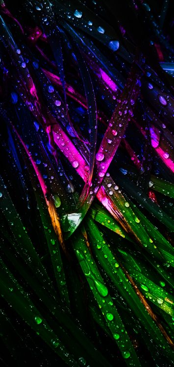 Обои свет, вода, пурпур, Фиолетовый, наземное растение в разрешении 1273x2688