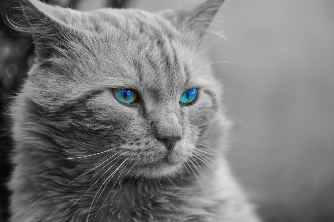 Обои мейн кун, кот, бакенбарды, кошачьих, синий в разрешении 6000x4000