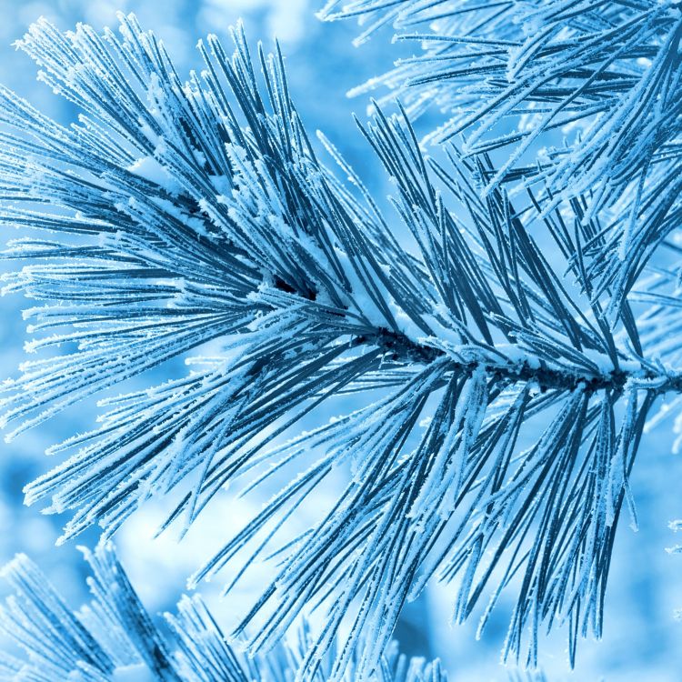 Обои сосна, мороз, дерево, синий, ветвь в разрешении 2048x2048