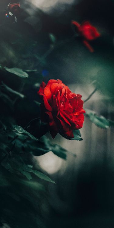 Обои Флора, сад роз, Роза, стебель растения, семья Роуз в разрешении 2048x4096