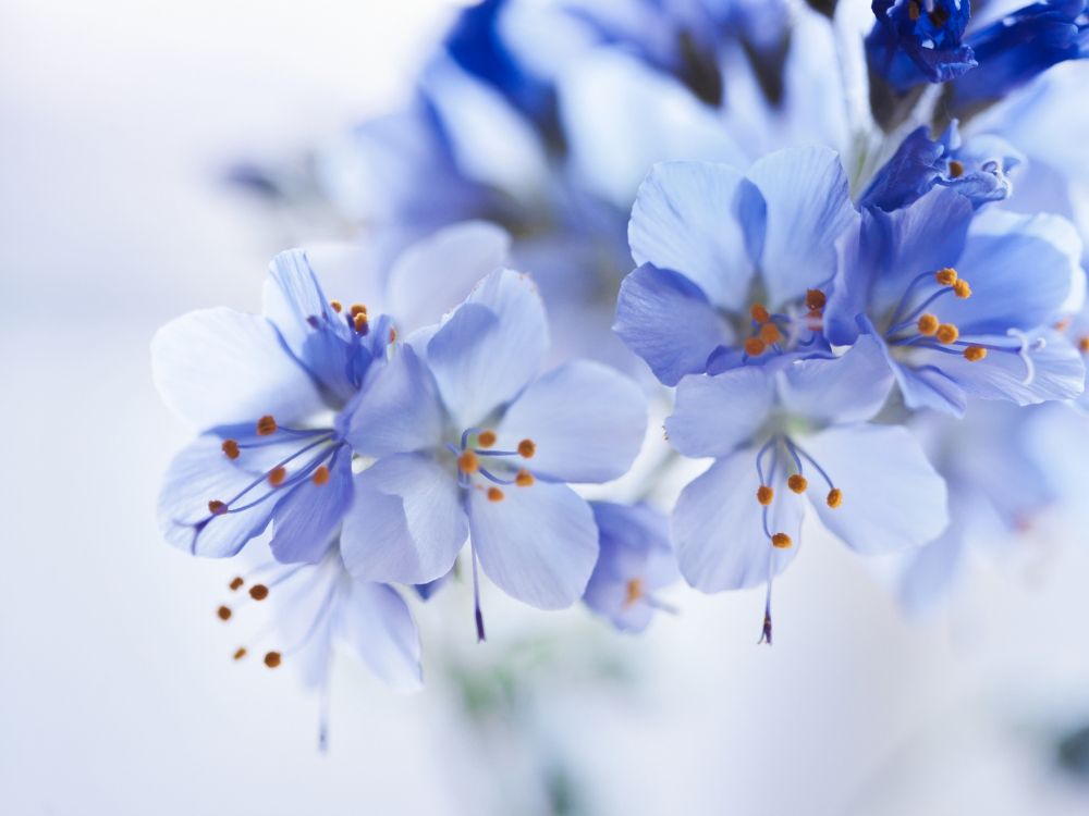 Обои цветовая схема, цветок, цвет, синий, белые в разрешении 2048x1536