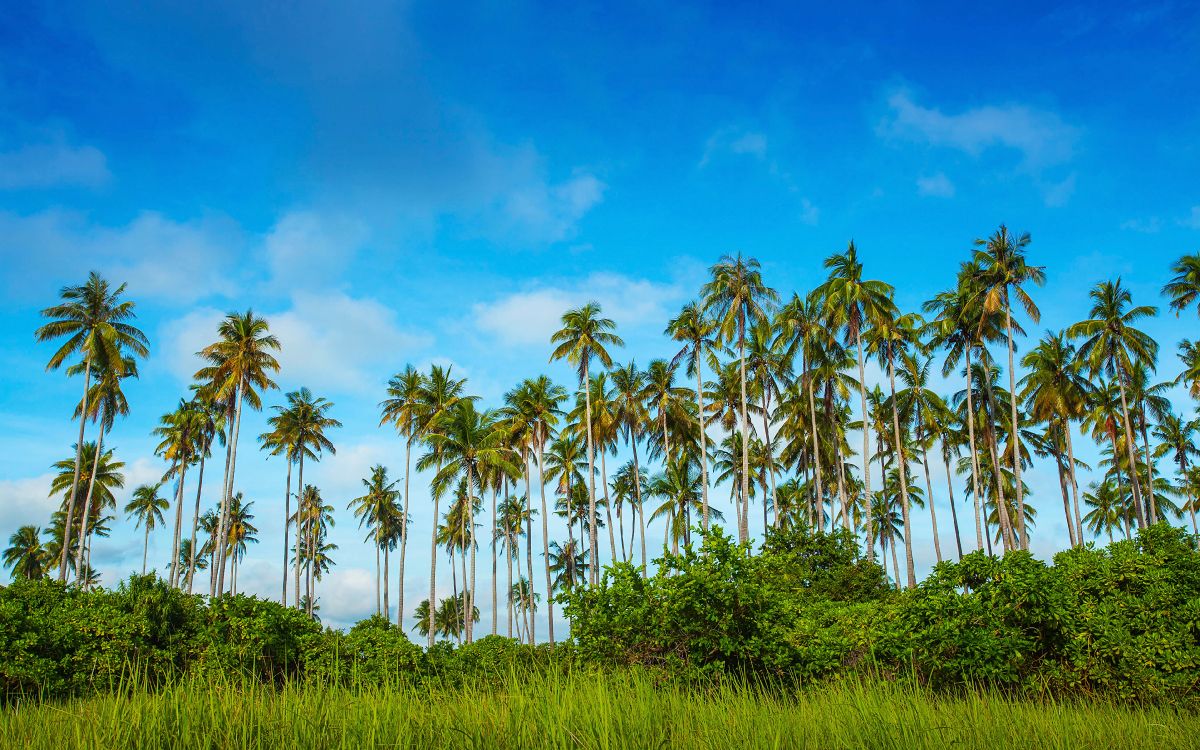 Обои Остров Boheydulang, дерево, растительность, Пальма, Пальмоцветные в разрешении 3840x2400