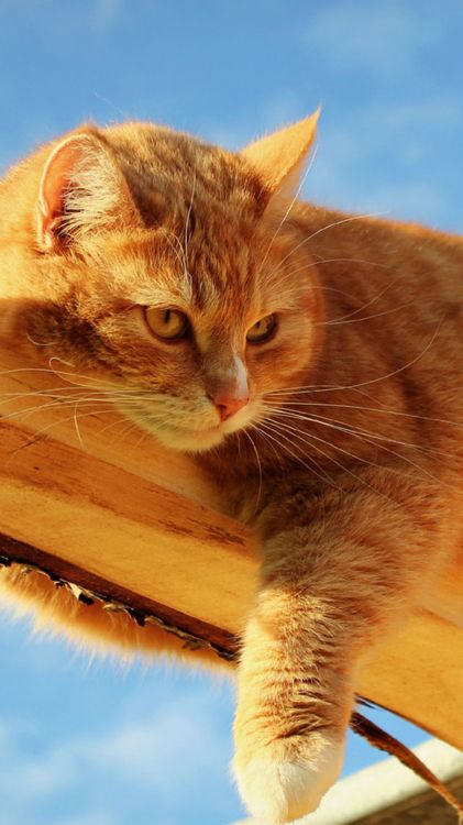 Обои кошки сфинксы, персидская кошка, кошачьих, полосатый кот, котенок в разрешении 1080x1920